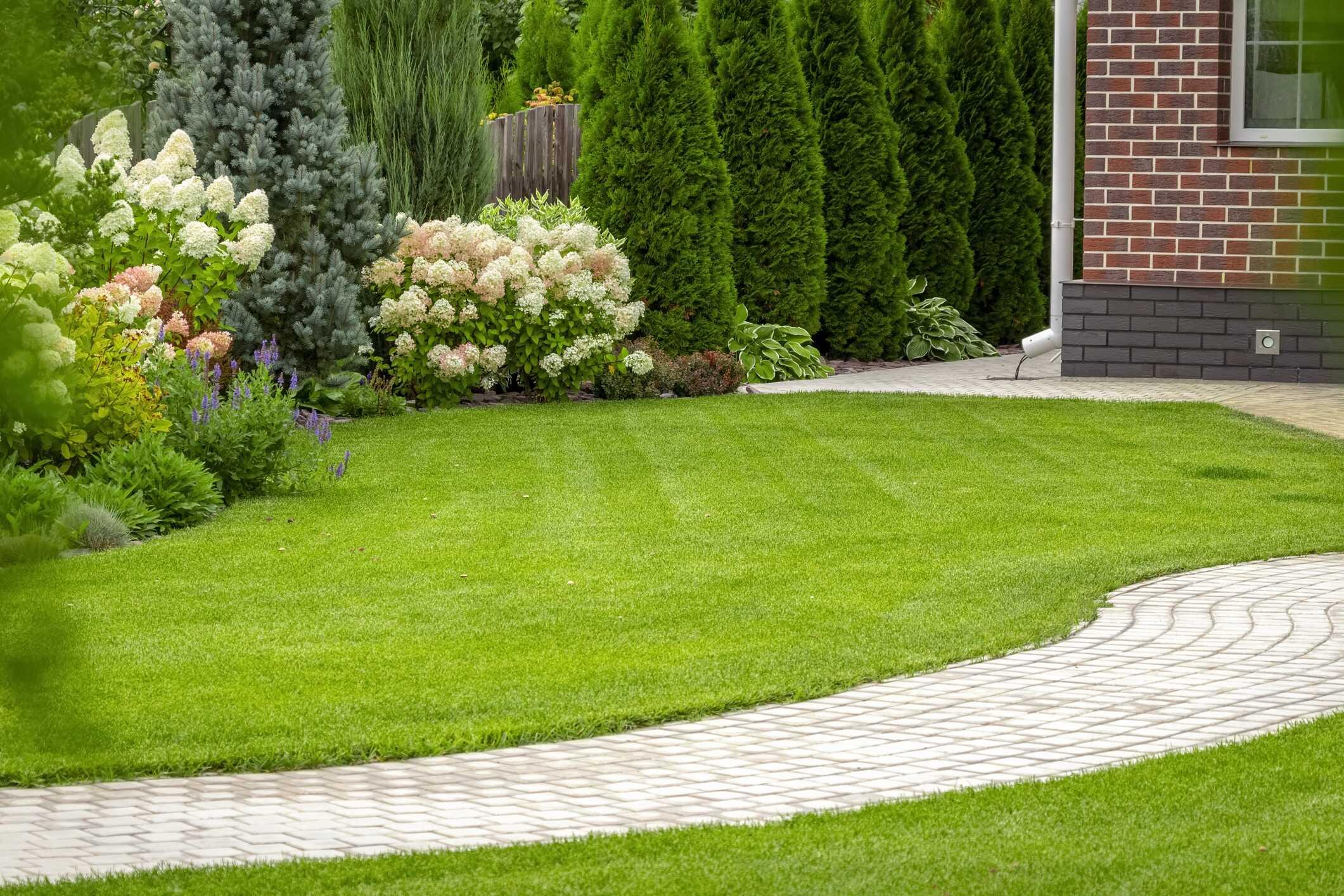 A landscaped backyard with a curved paver path, manicured lawn, and lush garden border of hydrangeas, salvia, and a clipped arborvitae hedge along a brick home.
