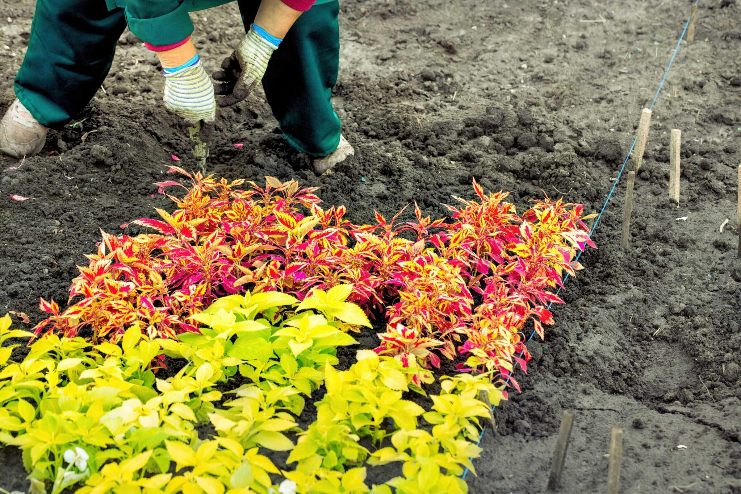 A person wearing gloves plants vibrant, colorful flowers in a garden. The soil is dark, and the plants are arranged neatly.
