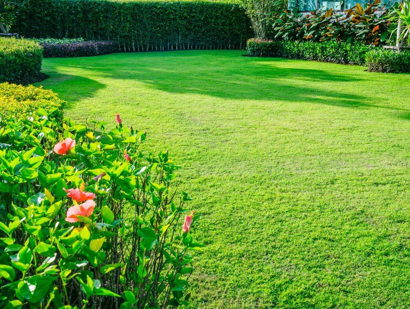 A pristine mowed lawn edged by a tall clipped hedge, with vibrant hibiscus blooms and tropical foliage framing the border.
