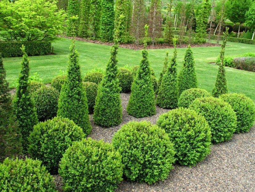 A well-manicured garden features neatly trimmed, cone-shaped and round bushes on a pea gravel path, surrounded by lush green grass and tall trees.