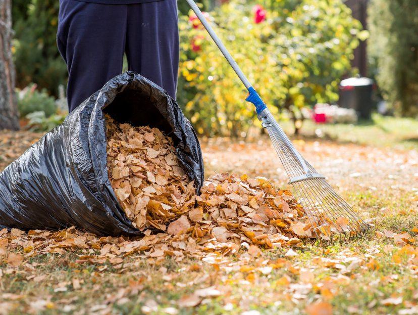 A person rakes autumn leaves into a pile, filling a black garbage bag, surrounded by trees and greenery in a garden setting.