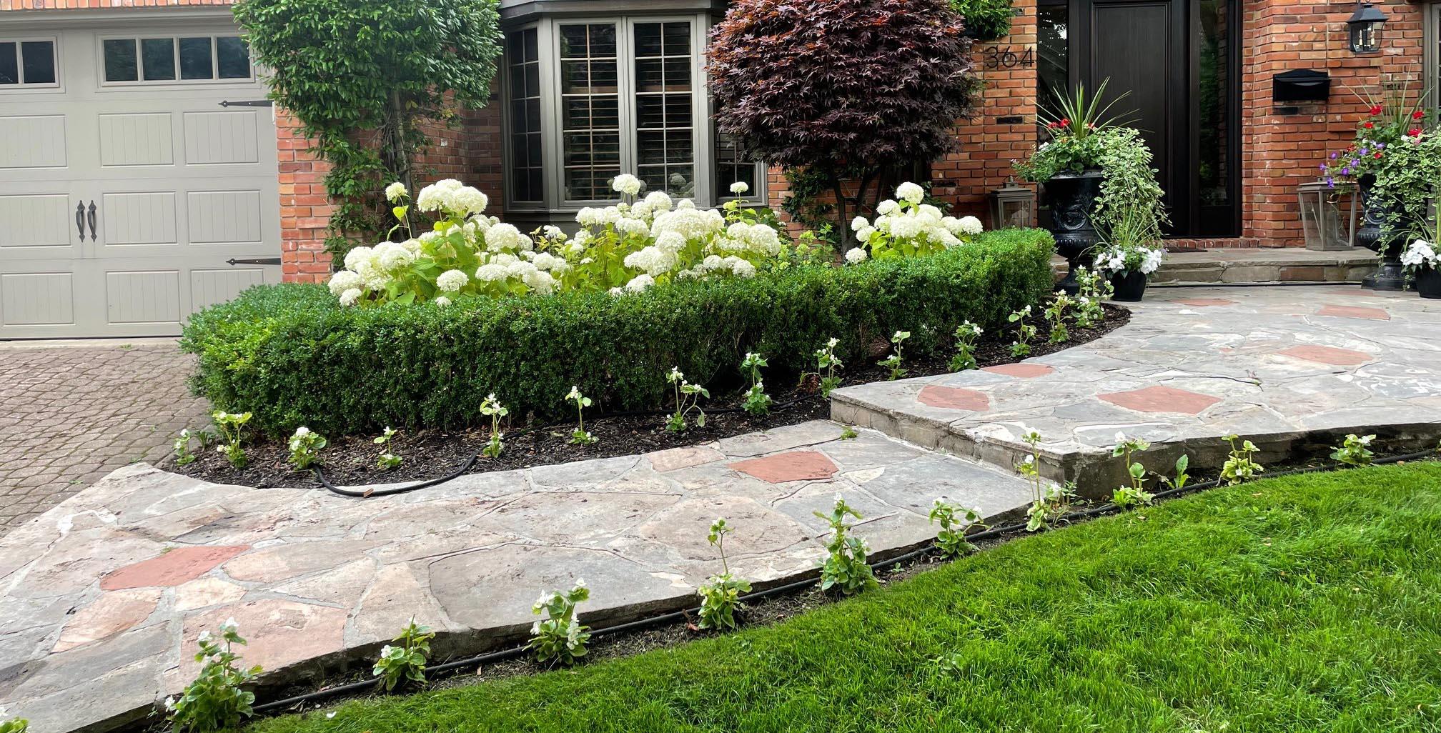 A curved boxwood hedge bursting with white hydrangea blooms lines a flagstone walkway, with a Japanese maple and potted florals adding accent color along the entrance.