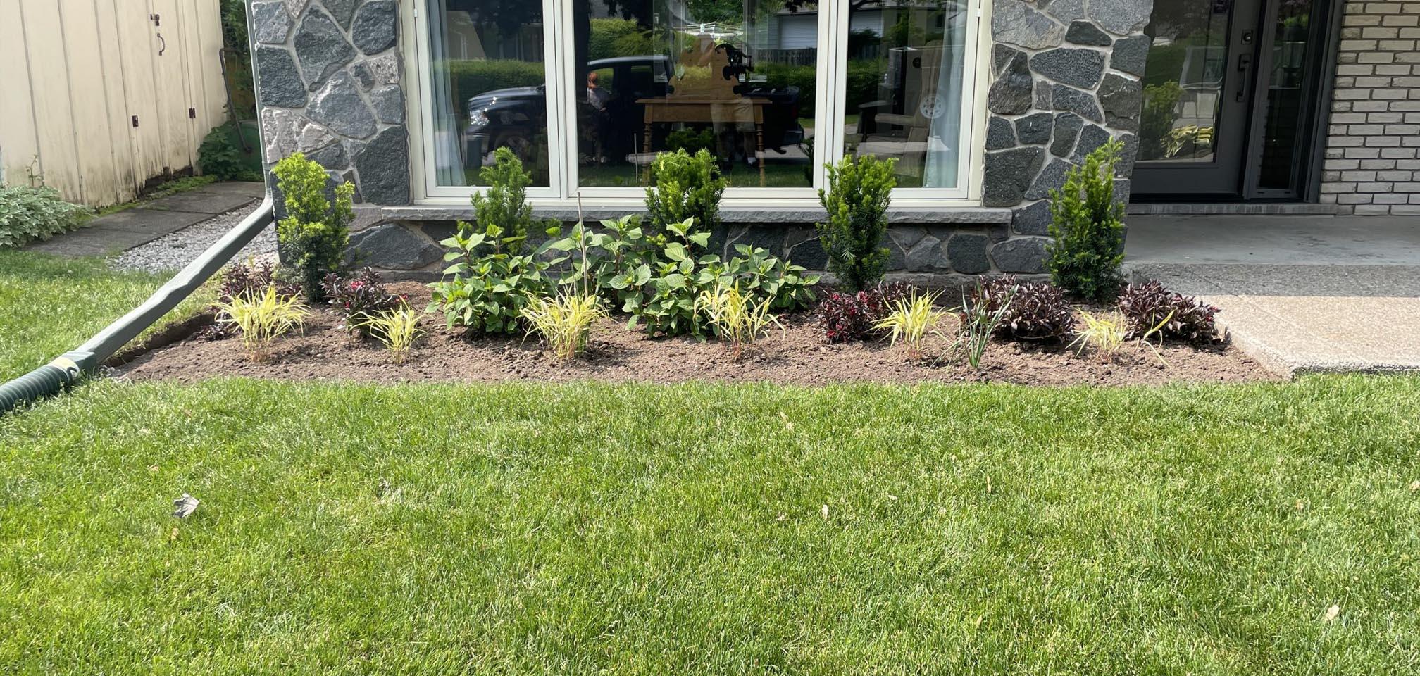 A freshly mowed lawn with crisp trim lines leads to a newly planted foundation bed featuring dwarf conifers, hydrangeas, ornamental grasses, and burgundy alternanthera in fresh mulch.