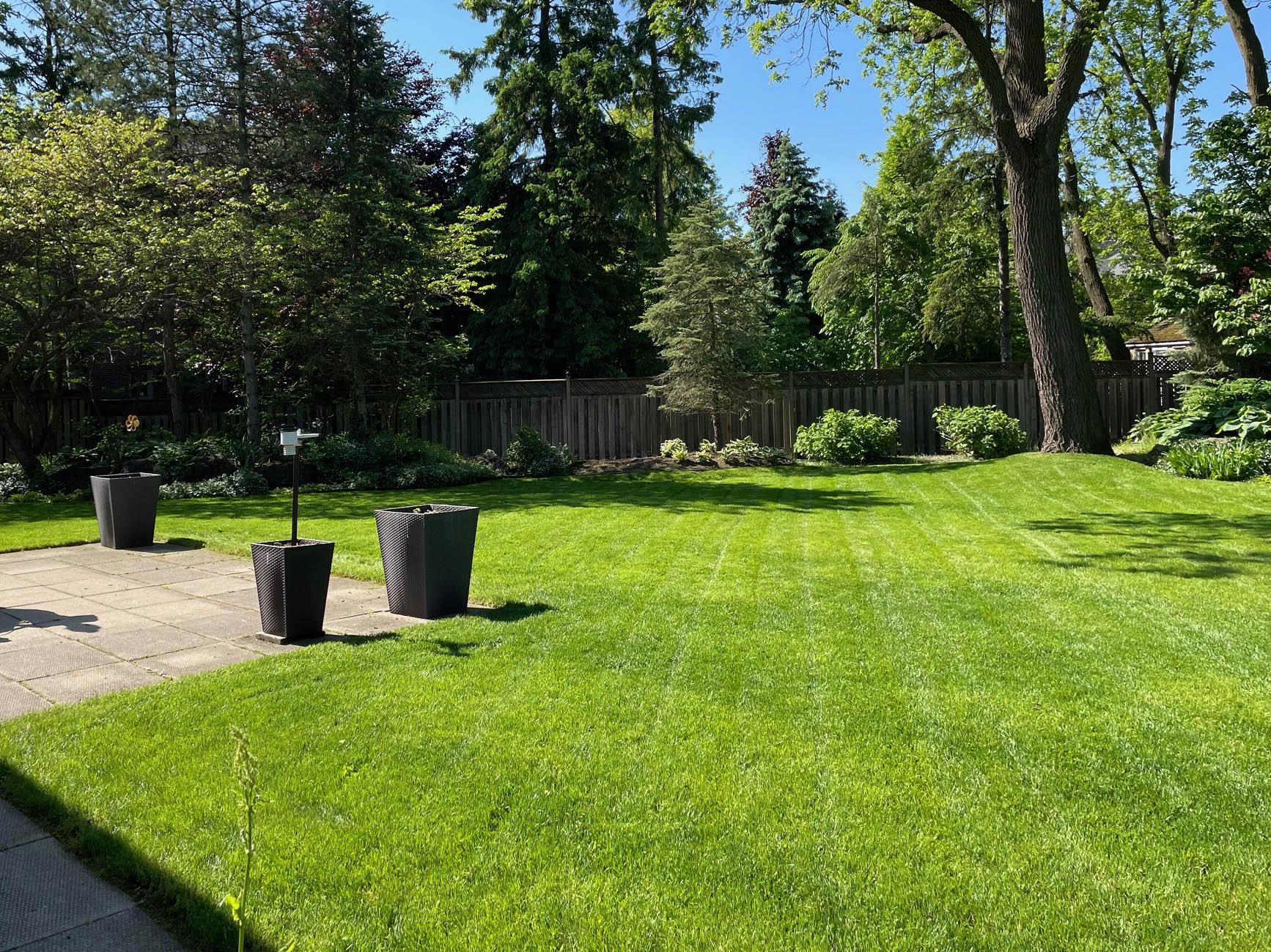 Backyard with freshly cut lawn showing crisp mowing lines, bordered by a mixed evergreen and hedge planting along the fence line and a paver patio edge.