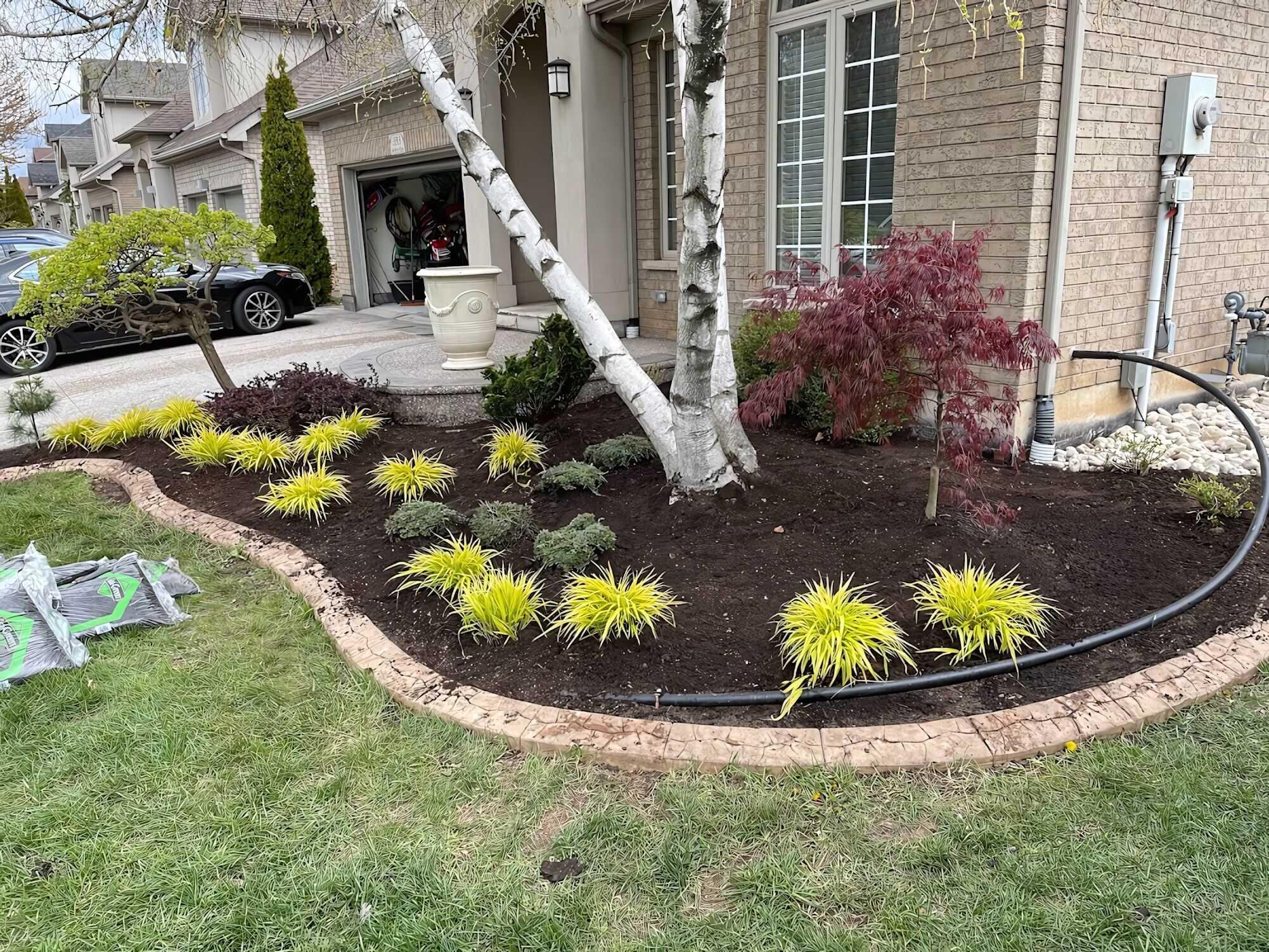 A newly installed front yard garden bed with a scalloped concrete border, multi-stem birch tree, Japanese maple, and clusters of chartreuse Hakone grass in fresh dark mulch.