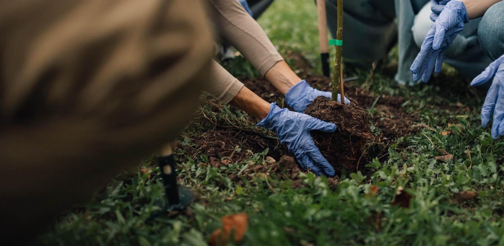 Group of people planting a tree in a garden.