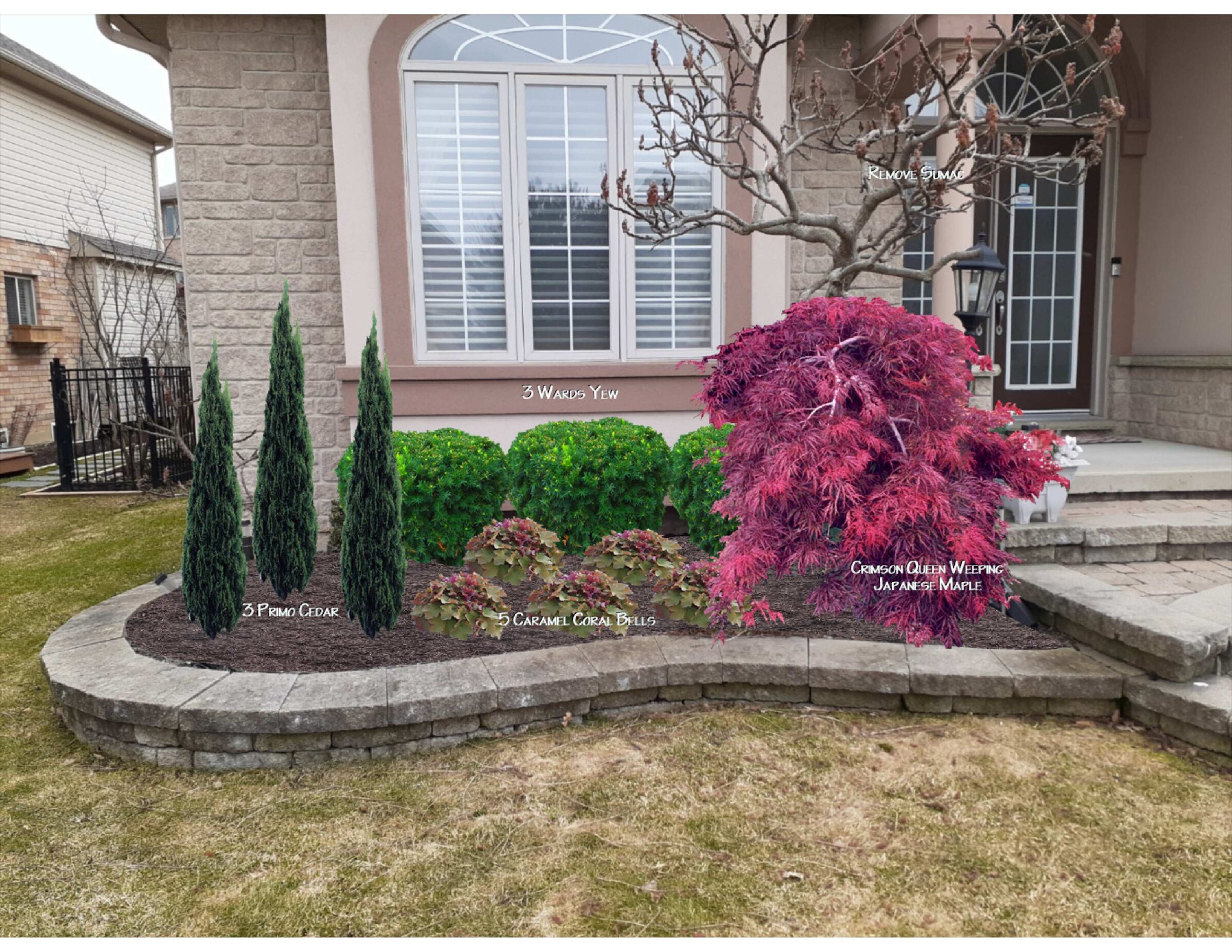 A landscaped garden with Primo Cedar, Wards Yew, Caramel Coral Bells, and a Crimson Queen Weeping Japanese Maple near a residential entrance.