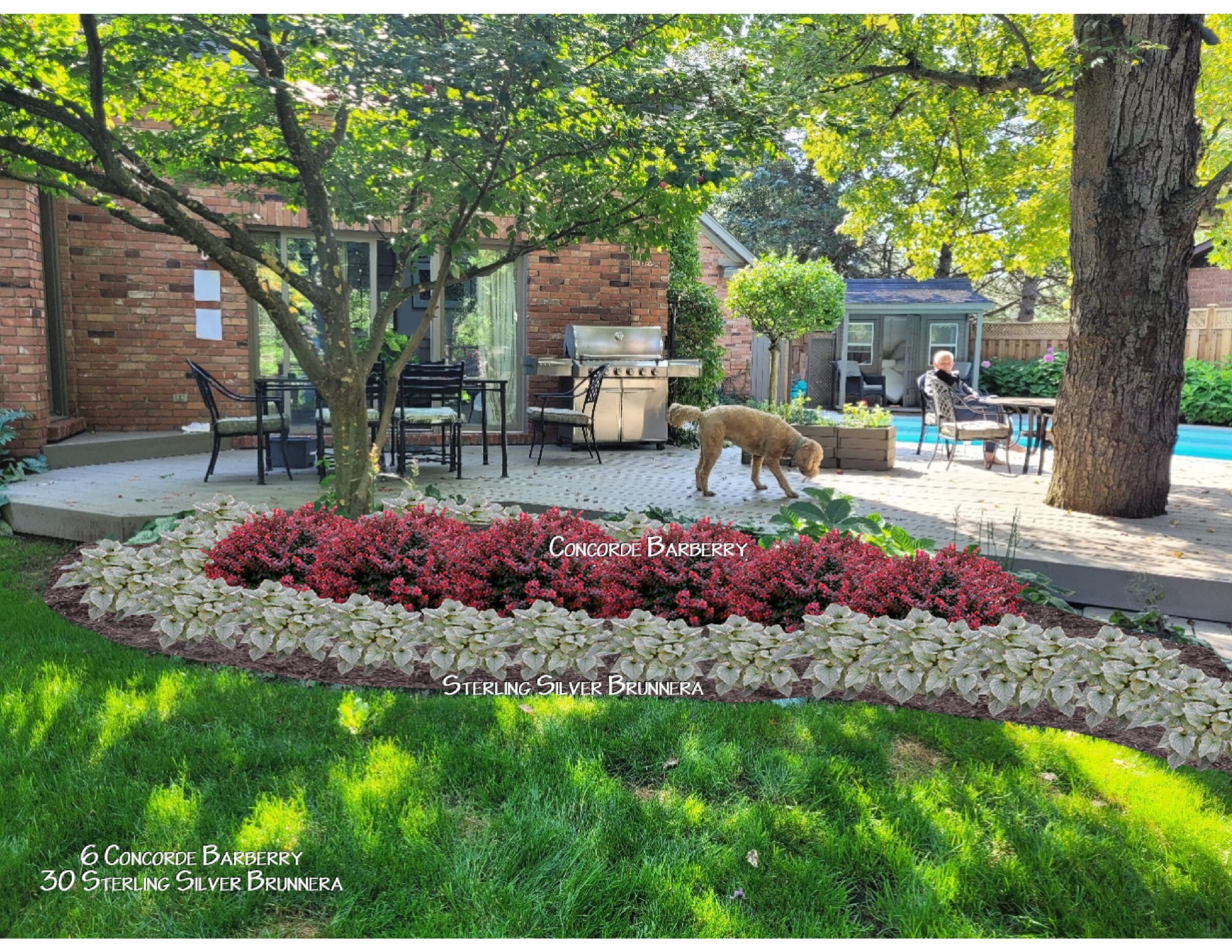 A backyard with patio furniture, a grill, labeled plants, a dog, and a person sitting near a pool under trees.