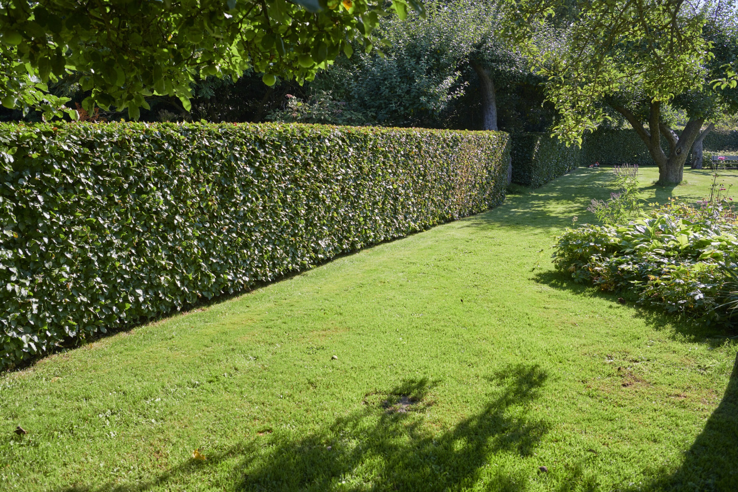 A neatly trimmed hedge borders a lush, sunlit garden with vibrant grass, trees, and a variety of plants, creating a serene atmosphere.