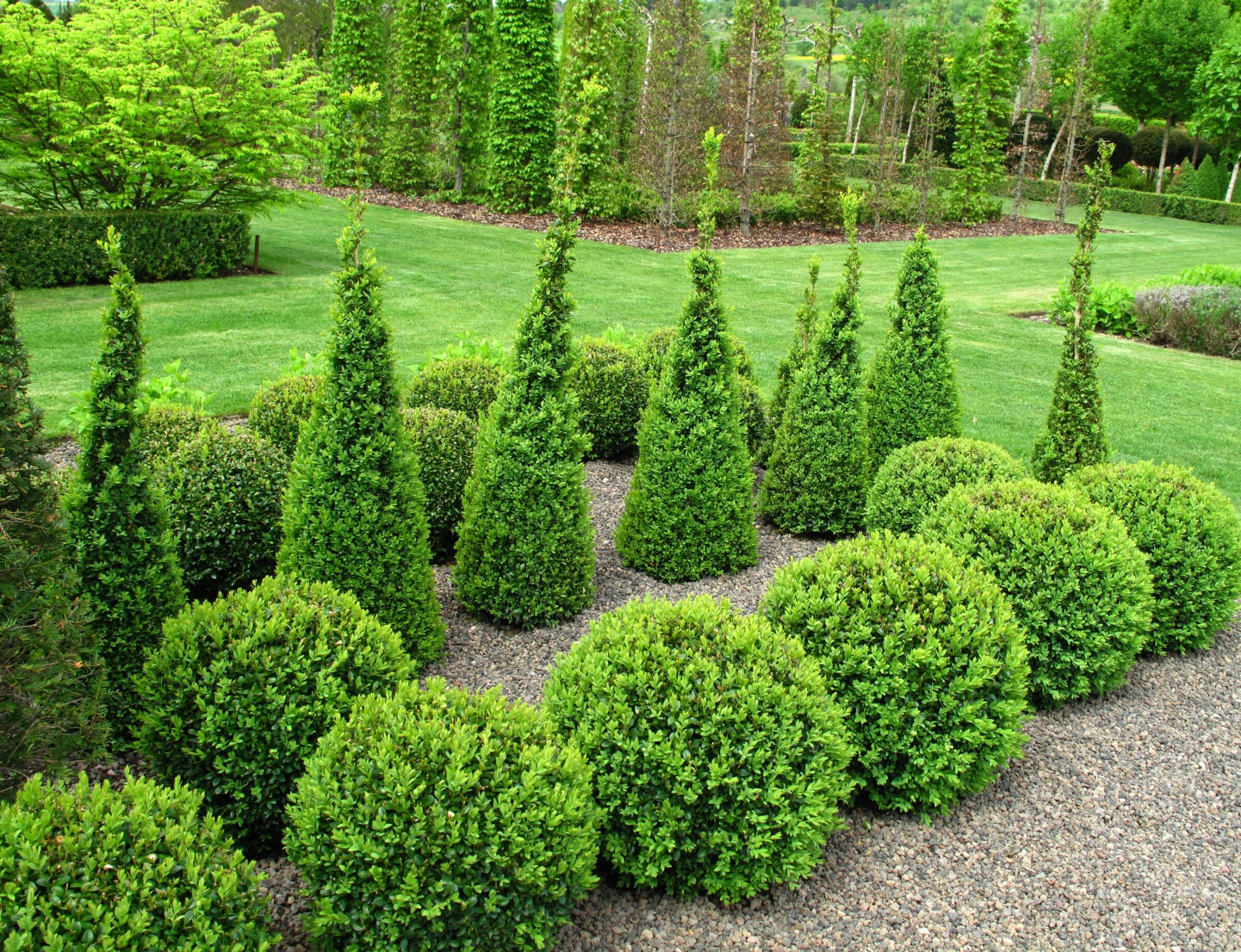 A well-manicured garden features neatly trimmed, cone-shaped and round bushes on a pea gravel path, surrounded by lush green grass and tall trees.