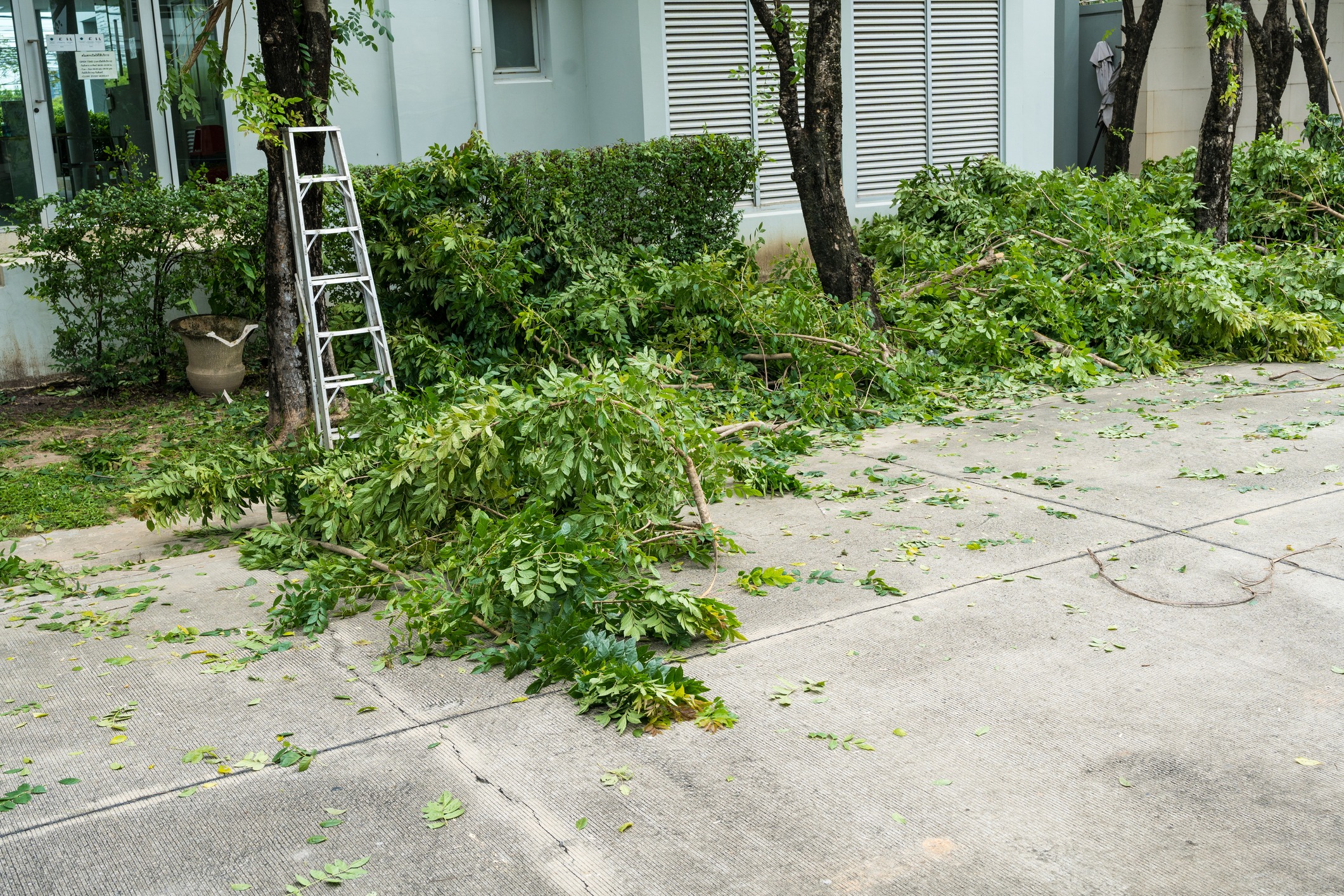 A ladder leans against a tree, surrounded by trimmed branches and leaves, on concrete pavement near a hedge and building.