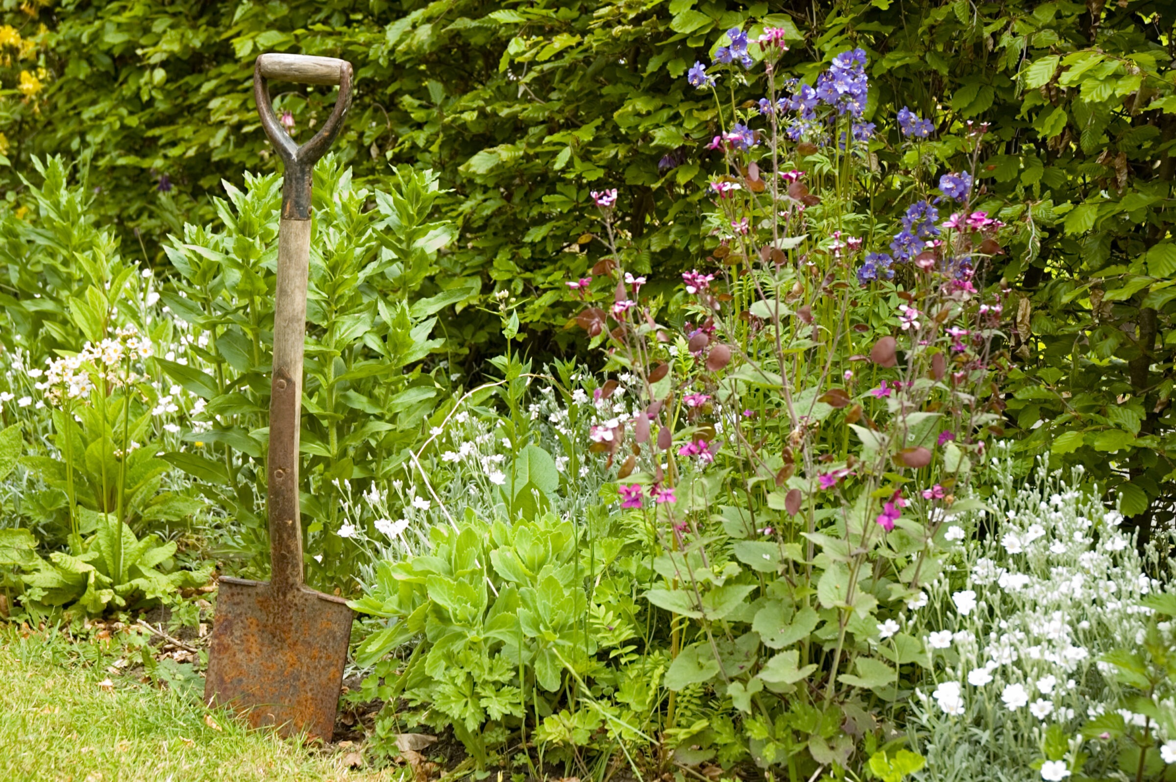 A rusty spade stands in a vibrant, blooming garden with colorful flowers and lush green foliage surrounding it, against a leafy backdrop.