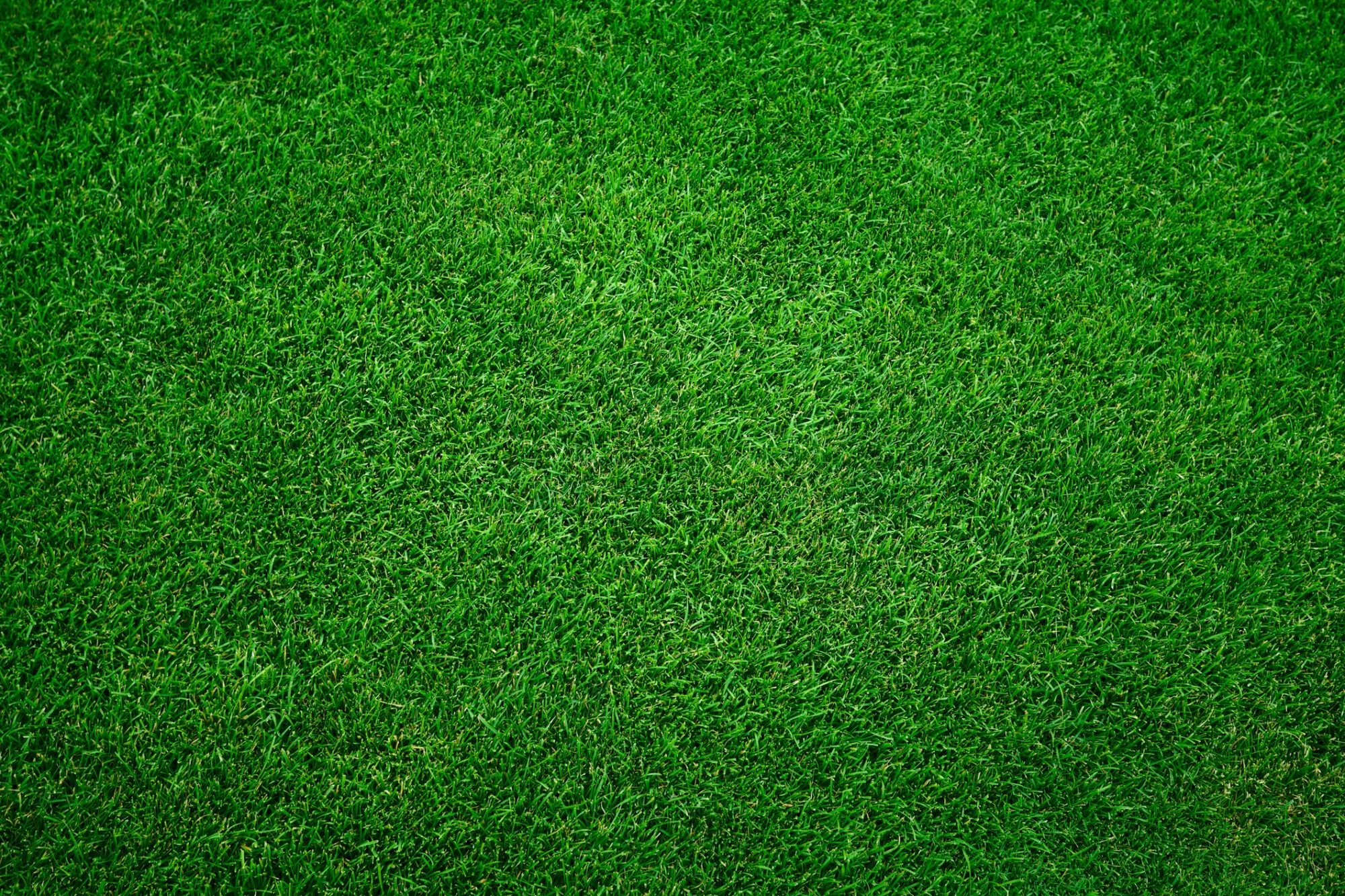 Fresh green grass.