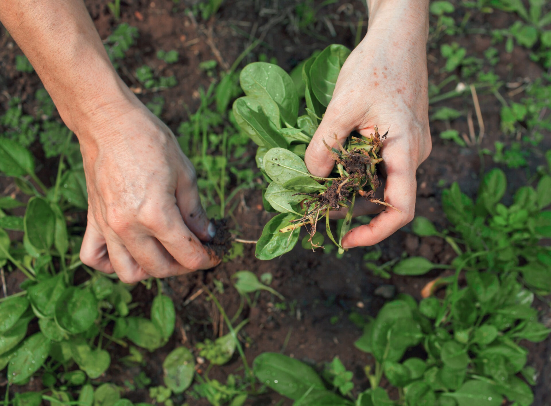 A person is harvesting fresh green plants in a garden, holding leafy vegetables, with soil and other plants visible in the background.