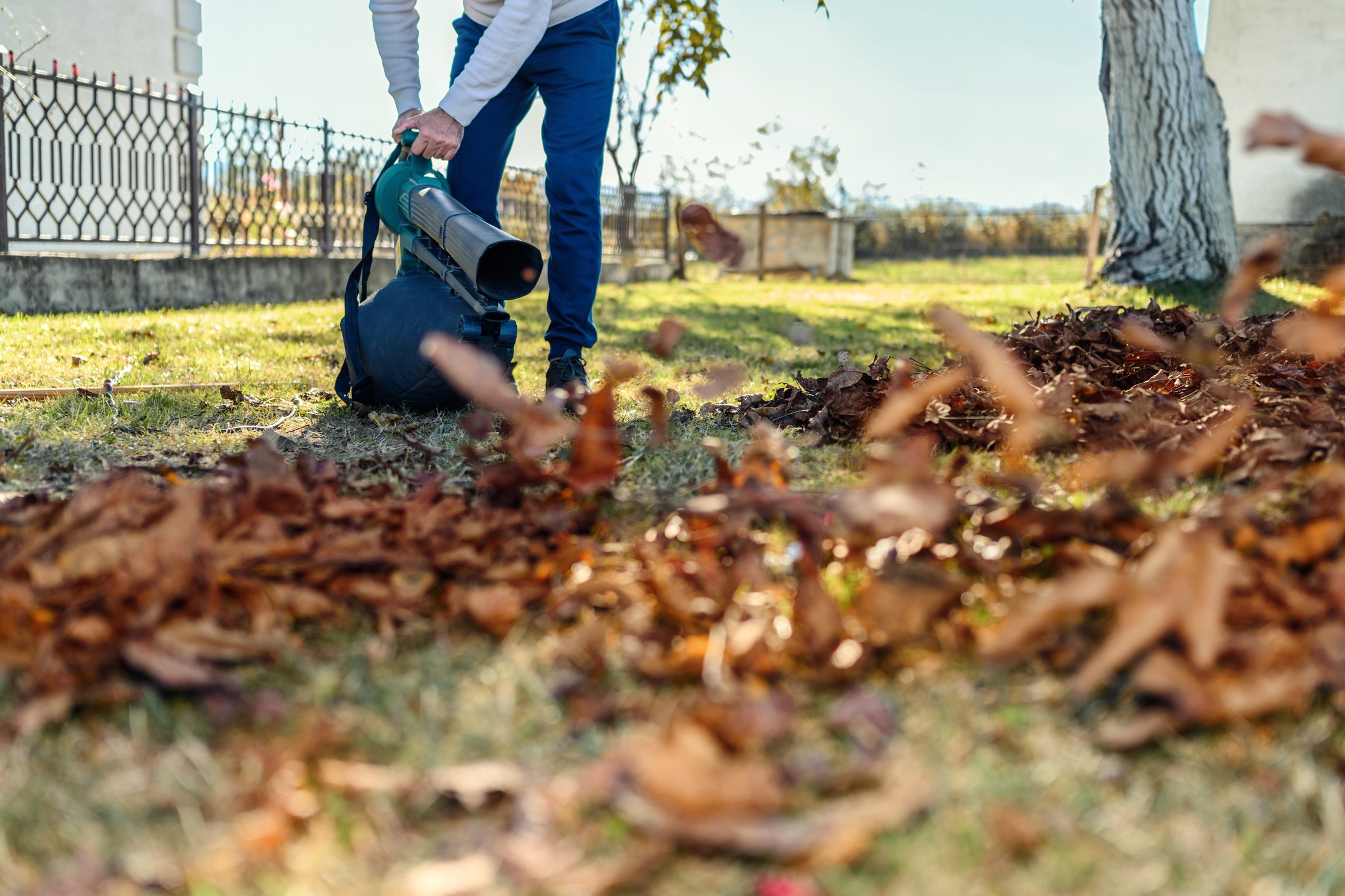 A person uses a leaf blower to gather fallen leaves in a grassy area, bordered by a fence and a tree.